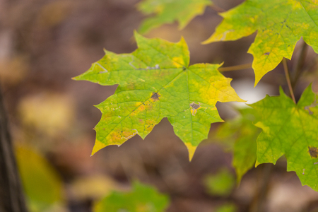 Dry maple leaf