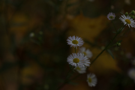 Daisy at autumn background