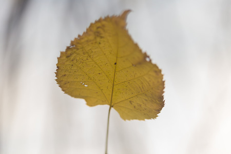 Autumn leaves close up
