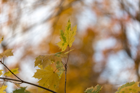 Autumn colors
