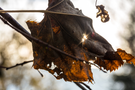 Autumn colorsの写真素材