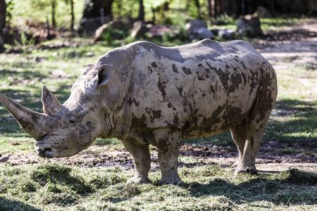 White rhinocerosの写真素材