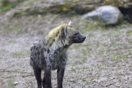 The spotted hyena (Crocuta crocuta), also known as the laughing hyenaの写真素材