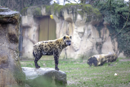 The spotted hyena (Crocuta crocuta), also known as the laughing hyenaの写真素材