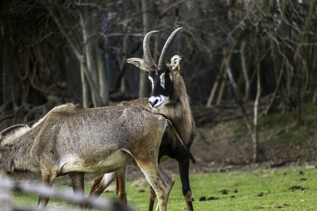 mating strategies in male antelopes, pair of savannah antelope in preparation for mating