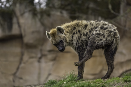 The spotted hyena (Crocuta crocuta), also known as the laughing hyenaの写真素材