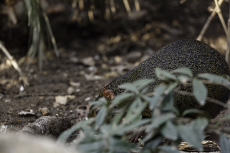 Azara's agouti (Dasyprocta azarae) is a South American agouti species from the family Dasyproctidaeの写真素材