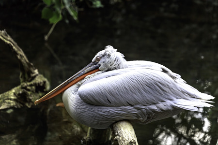 The Dalmatian pelican (Pelecanus crispus) on the trunk of the treeの写真素材