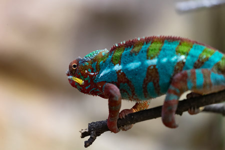 he panther chameleon (Furcifer pardalis), colorful chameleon, Vivid Elegance: The Allure of a Panther Chameleonの写真素材