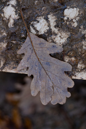 dry oak leaf on a stone in the forest, close-up