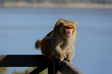monkey tries to attack to manの写真素材