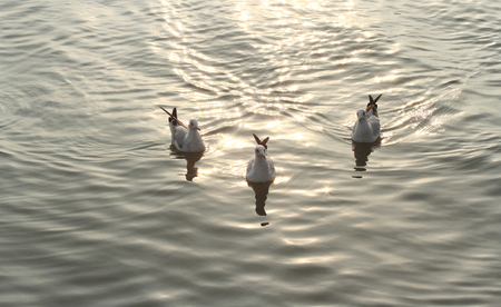 Emigrated Seagull in the winter seasonの写真素材