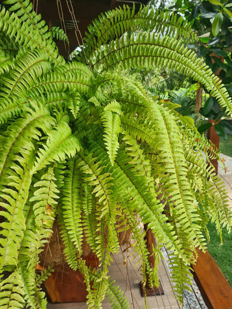 fern suspended from the porch of a country houseの写真素材