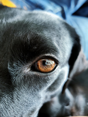 mixed breed female dog lying down looking at her ownerの写真素材