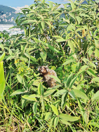 marmoset in a small treeの写真素材