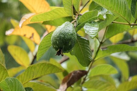 guava on tree with water drops cloudy dayの写真素材