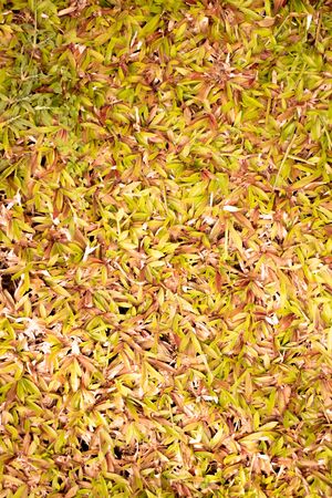 dry grass home outdoor field background, very high colorの写真素材