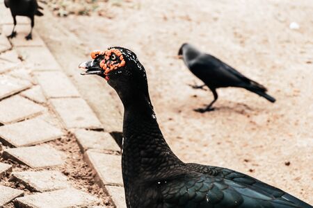 Duck walking on ground close up Sri Lankaの写真素材