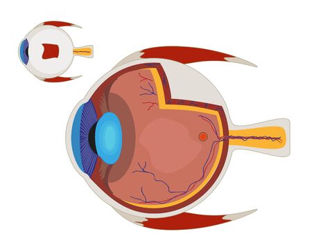 Eye color illustration on a white backgroundのイラスト素材
