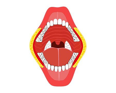 Jaw color illustration on a white backgroundのイラスト素材