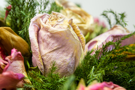 colorful dried withered rosesの写真素材