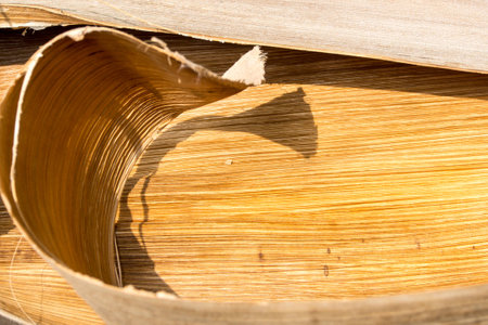 Palm tree bark textureの写真素材