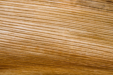 Palm tree bark textureの写真素材