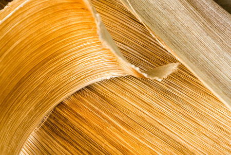 Palm tree bark textureの写真素材