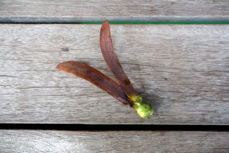 Dipterocarpus alatus Seeds on wood backgroundの写真素材