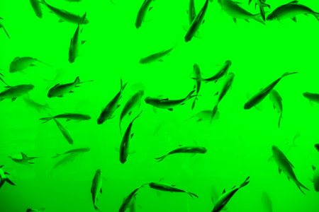 Top view of fish, khao-sok Thailand.の写真素材