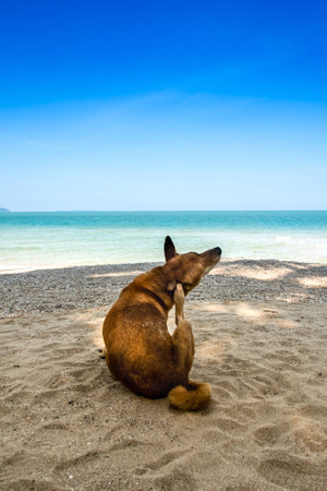 dog watching the summer vacation view on the beachの写真素材