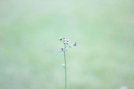 Close up tiny Flowerの写真素材