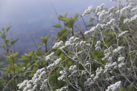 white flower growth at the mountainの写真素材
