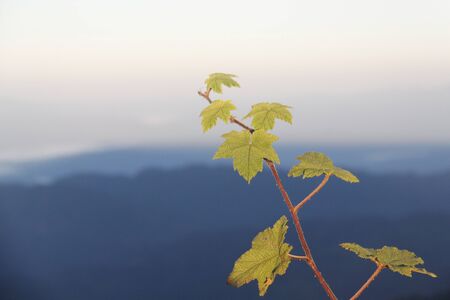 green leavesの写真素材