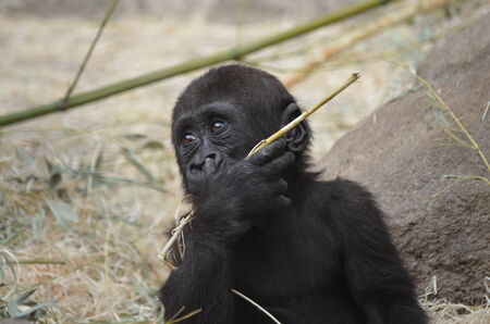 mono monkey gorilla