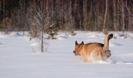 West Siberian Laika running on backcountry snowの写真素材