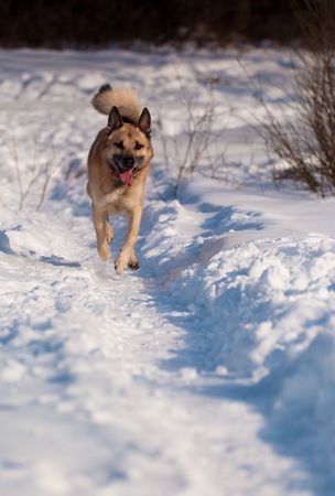 Running West Siberian Laika, snow and morning sunlightの写真素材