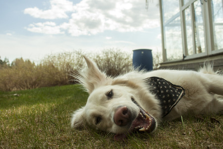For containers  of deep fryer oilの写真素材
