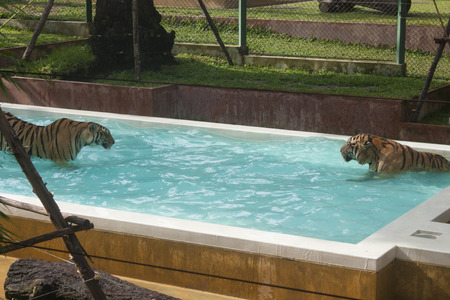 Two tigers swiming, in phuket, Thailand