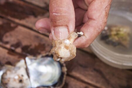 A fresh white pearl, in a mans hand