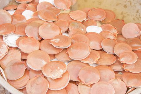 A lot of fresh red clams or cockle or scallop, at a market
