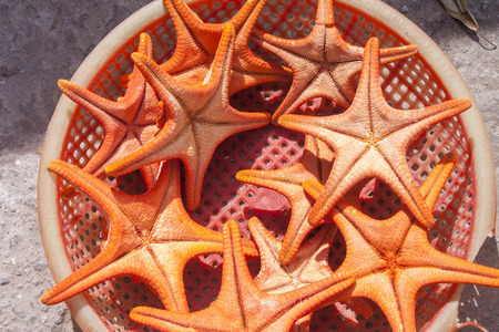 Red sea stars or starfishes, in a basket
