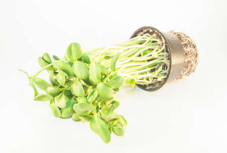A bunch of sunflower sprout, isolated on white backgroundの写真素材