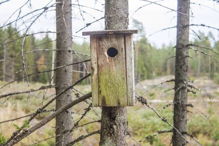 Birdhouse, made of tree, in the forrest