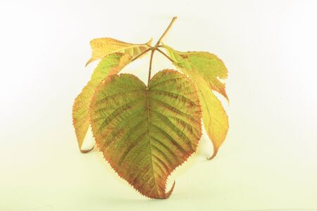 Blackberry leaf in yellow - green autumn colors