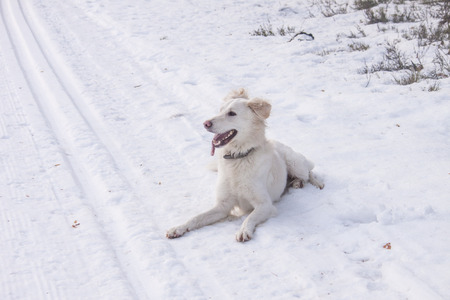 Dog on ski route, in the forrest