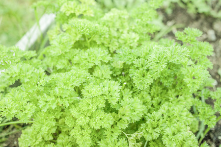 Green parsley in the garden, near me