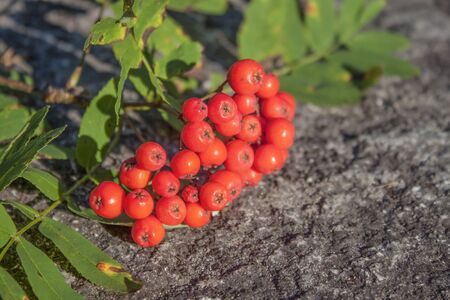 Red, flavorful Rowan berries, on stone groundの写真素材