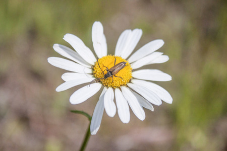 Marguerite and a insect, in the forrestの写真素材