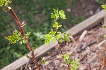 Earley spring blackberry leaves, in the garden